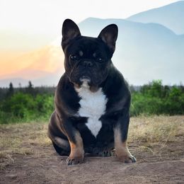 Star - French Bulldog