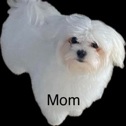 Cammy - Maltese