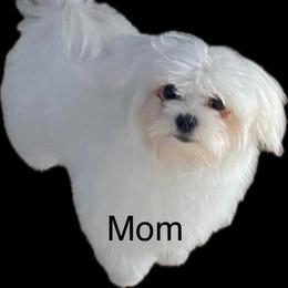 Cammy - Maltese