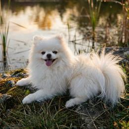Brulee - Pomeranian
