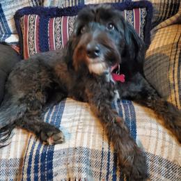 Sofia - Sheepadoodle