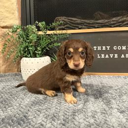 Ruby - Chocolate and cream female Dachshund puppy in Stilwell, Oklahoma from B & K Dachshunds