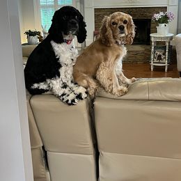 Cocker Spaniel All Grown Up from Laureen's Cocker Spaniels