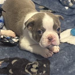 Lilac Male 1 - Lilac male Boston Terrier puppy in Mc Donough, Georgia from Ballard Boston Terriers