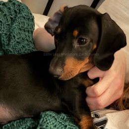 Dachshund Puppies from Little Legs Miniature Dachshunds