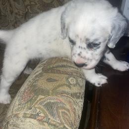 Dalmatian Puppies from Clarks 101 Dalmatians