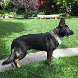 Kevlar - German Shepherd