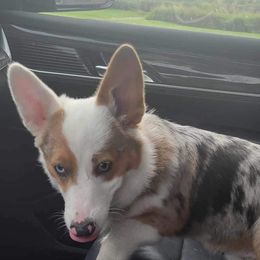 American Corgi and Pembroke Welsh Corgi Puppies from Beebe’s Corgis