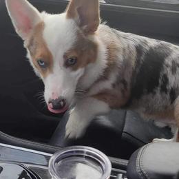 American Corgi and Pembroke Welsh Corgi Puppies from Beebe’s Corgis