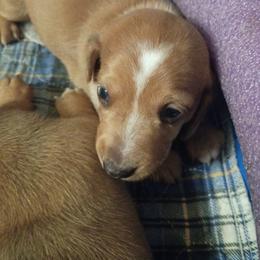 Blondie - Dapple male Dachshund puppy in South Haven, Kansas from Keen's Dachshunds