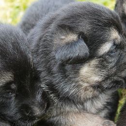 German Shepherd Puppies from J-Lyn Shepherds