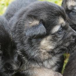 German Shepherd Puppies from J-Lyn Shepherds