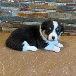Girl 2 - Black and tan female American Corgi puppy in Visalia, California from VIP Stables