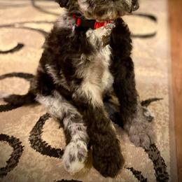 Goldendoodle Puppies from Whispering Ridge Doodles
