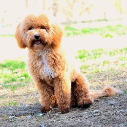 Goldendoodle All Grown Up from Kaosfarm Goldendoodles