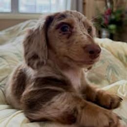 Dachshund Puppies from Ashton’s Doxies of Southern IL