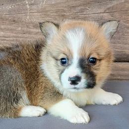 Stetson - Sable male Pembroke Welsh Corgi puppy in Checotah, Oklahoma from Skoal Creek Corgi's