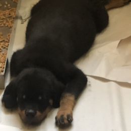 Black collar - Black and mahogany male Rottweiler puppy in Hermitage, Tennessee from Morris Rottweilers