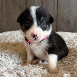 Girl 2 - female Border Collie puppy in Shawnee, Oklahoma from Cross K Working Collies - Pure Bred Border Collies