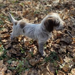 Wirehaired Pointing Griffon Puppies from BradfordWoods Griffons