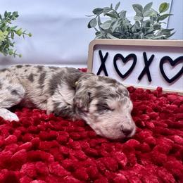 Double Doodle and Goldendoodle Puppies from Sturgeon River Doodles
