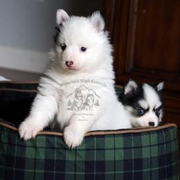 Molly Girl - White female Pomsky puppy in Frazeysburg, Ohio from Mountain High Kennels