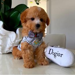LEO - Parti male Maltipoo puppy in Sugar Land, Texas from Celebrity Maltipoos