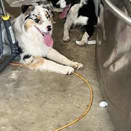 Australian Shepherd All Grown Up from Kade’s Stock Dogs