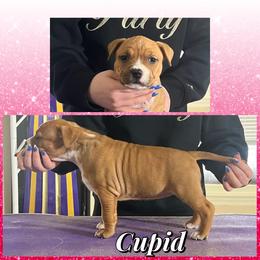 Cupid See Videos - Red female American Staffordshire Terrier puppy in Marietta, Georgia from Ambition Amstaffs