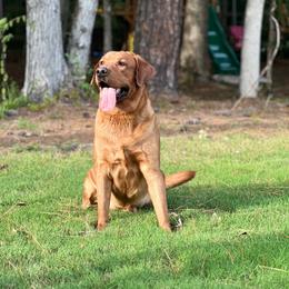 Judge - Labrador Retriever