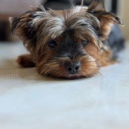 Coco - Yorkshire Terrier