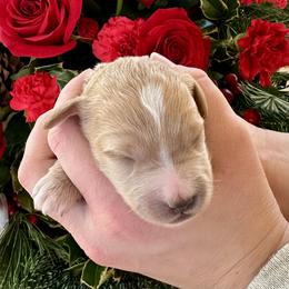 Ivy - Apricot female Goldendoodle puppy in Mattawan, Michigan from KaZoo Doodles