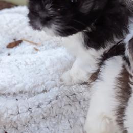 "Gnu gnu" Shih Tzu Puppies from We Shih Tzu Not!