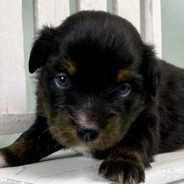 Everest - Black tri Miniature Australian Shepherd puppy in Jerome, Idaho from Merrick Mini Aussies