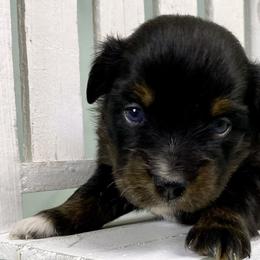 Everest - Black tri Miniature Australian Shepherd puppy in Jerome, Idaho from Merrick Mini Aussies