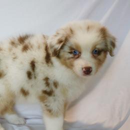 Eleven - Red merle female Australian Shepherd puppy in Richmond, Texas from Big Zen Aussies