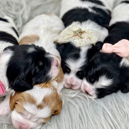 Cavapoos, Goldendoodles, and Poodles from Montana’s Best Doodles