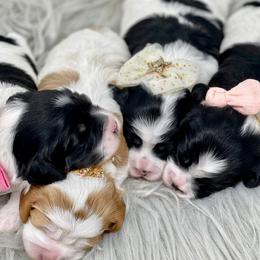 Cavapoos, Goldendoodles, and Poodles from Montana’s Best Doodles