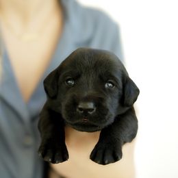 Snickers - Black male Labrador Retriever puppy in Allons, Tennessee from UC Labradors LLC