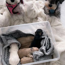 "5 days after birth" Miniature Schnauzer Puppies from D&D Mini Schnauzers