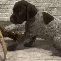 German Shorthaired Pointers from Triple R German Shorthaired Pointers