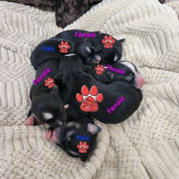 Havanese Puppies from Havanese Cuban Cuties