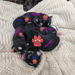 Havanese Puppies from Havanese Cuban Cuties
