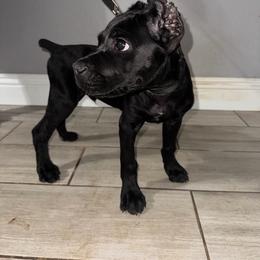 Onyx - Black male Cane Corso puppy in Seattle, Washington from Grande Kennels