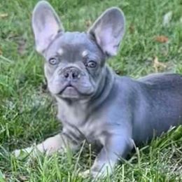 Zeus Fluffy Carrier Lilac - French Bulldog puppy from Christie's Frenchies
