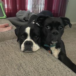 Boxer Puppies from Jarrells AKC Boxers of NC