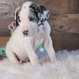 Bud - Black and white Great Dane puppy in Gonzales, Louisiana from Anstatt House Of Danes