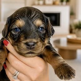 Diesel - Yellow Collar Boy - Merle male Cavapoo puppy in Highland, Utah from Angel Pups Deluxe