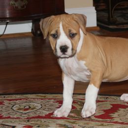 American Staffordshire Terrier Puppies from Diane Guilmette