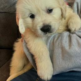 Male and female - Light golden female Golden Retriever puppy in Rice Lake, Wisconsin from Knotty Acres